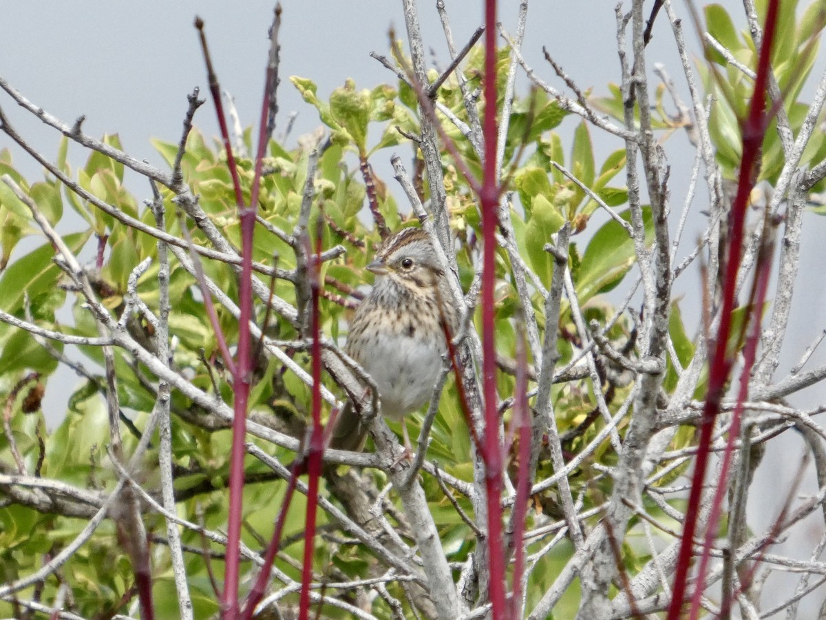 Lincoln's Sparrow - ML633708076
