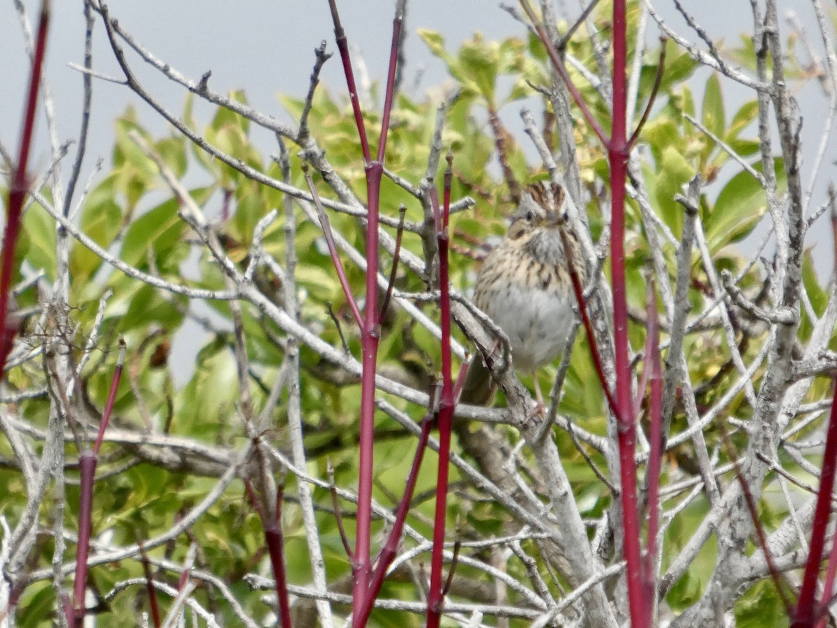 Lincoln's Sparrow - ML633708077