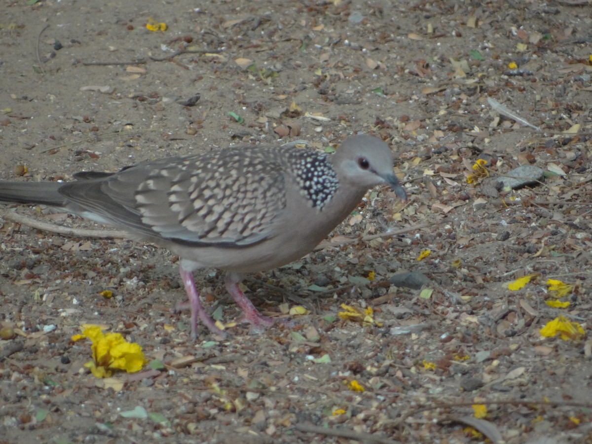 Spotted Dove - ML633708503