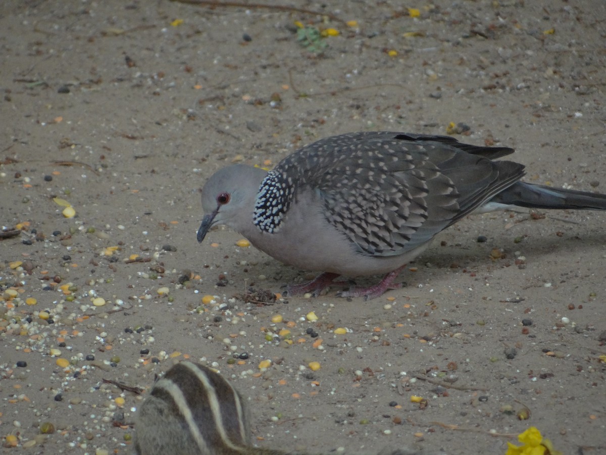 Spotted Dove - ML633708509