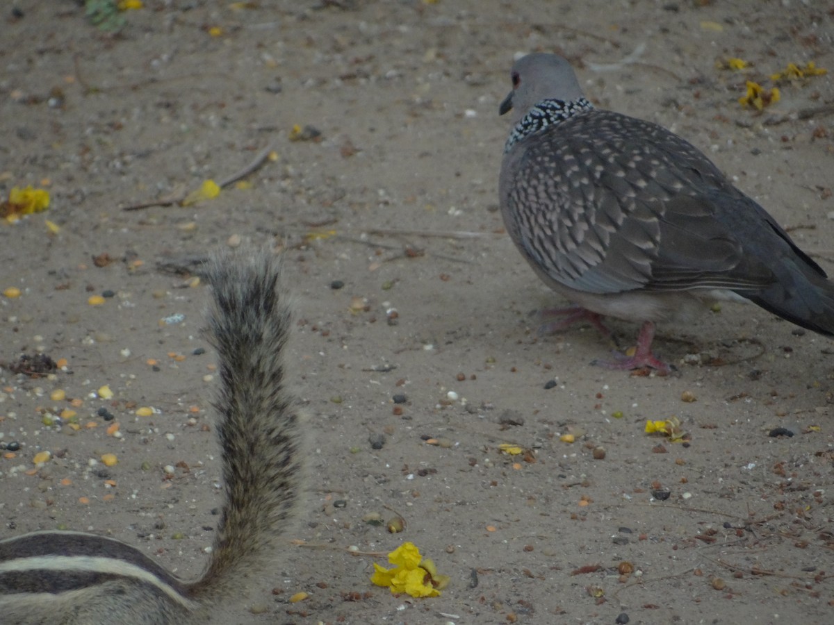 Spotted Dove - ML633708510