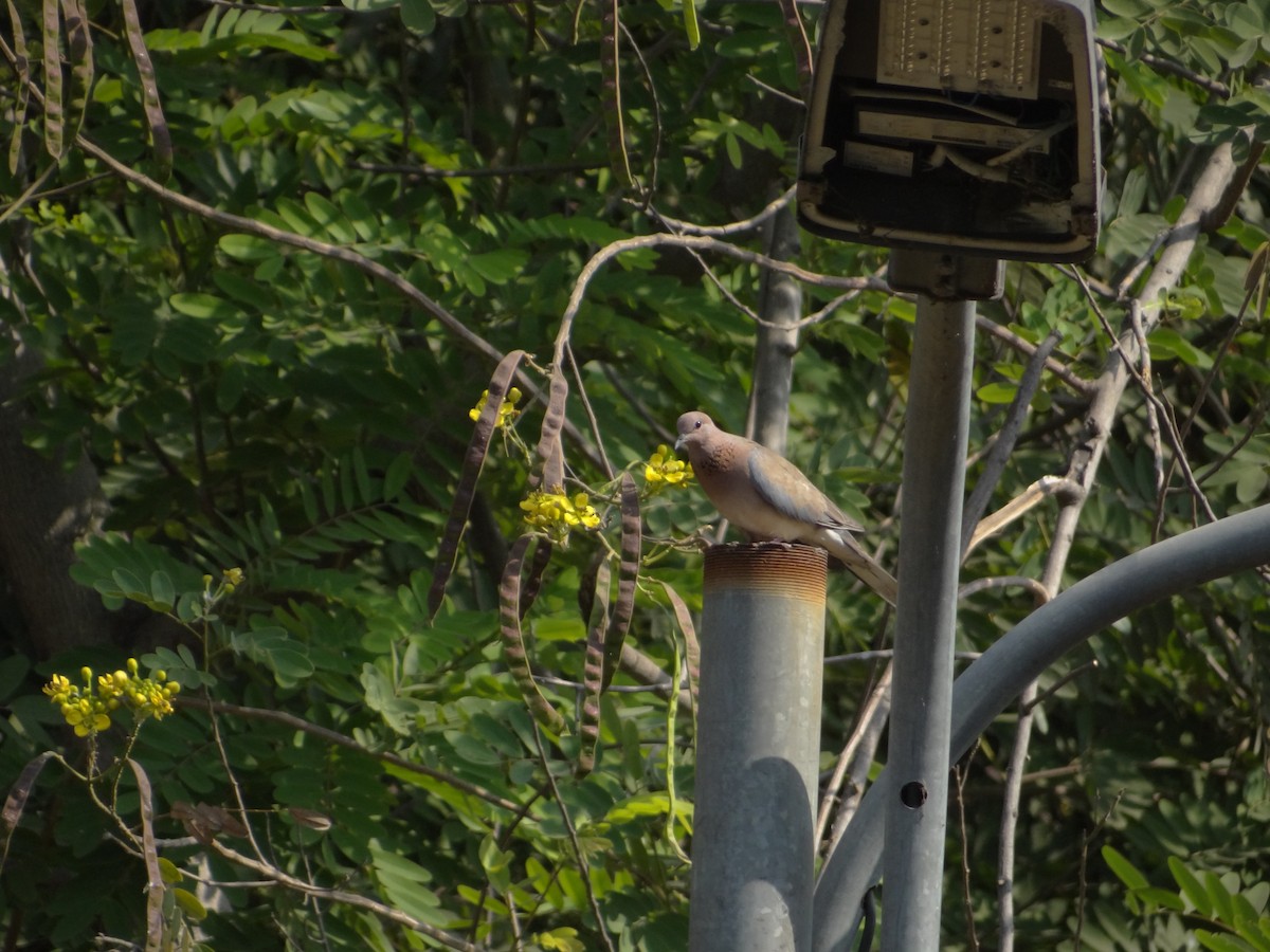 Laughing Dove - ML633708515