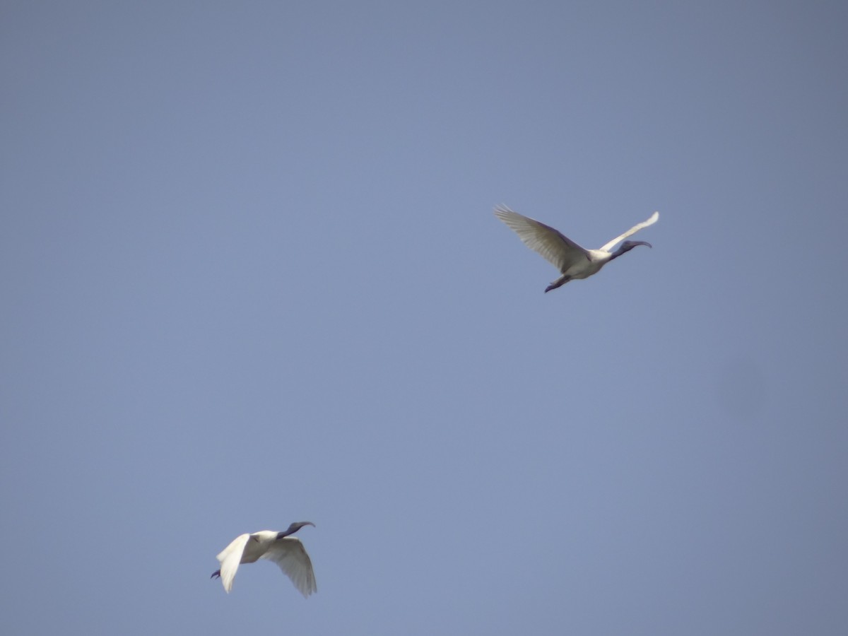 Black-headed Ibis - ML633708519