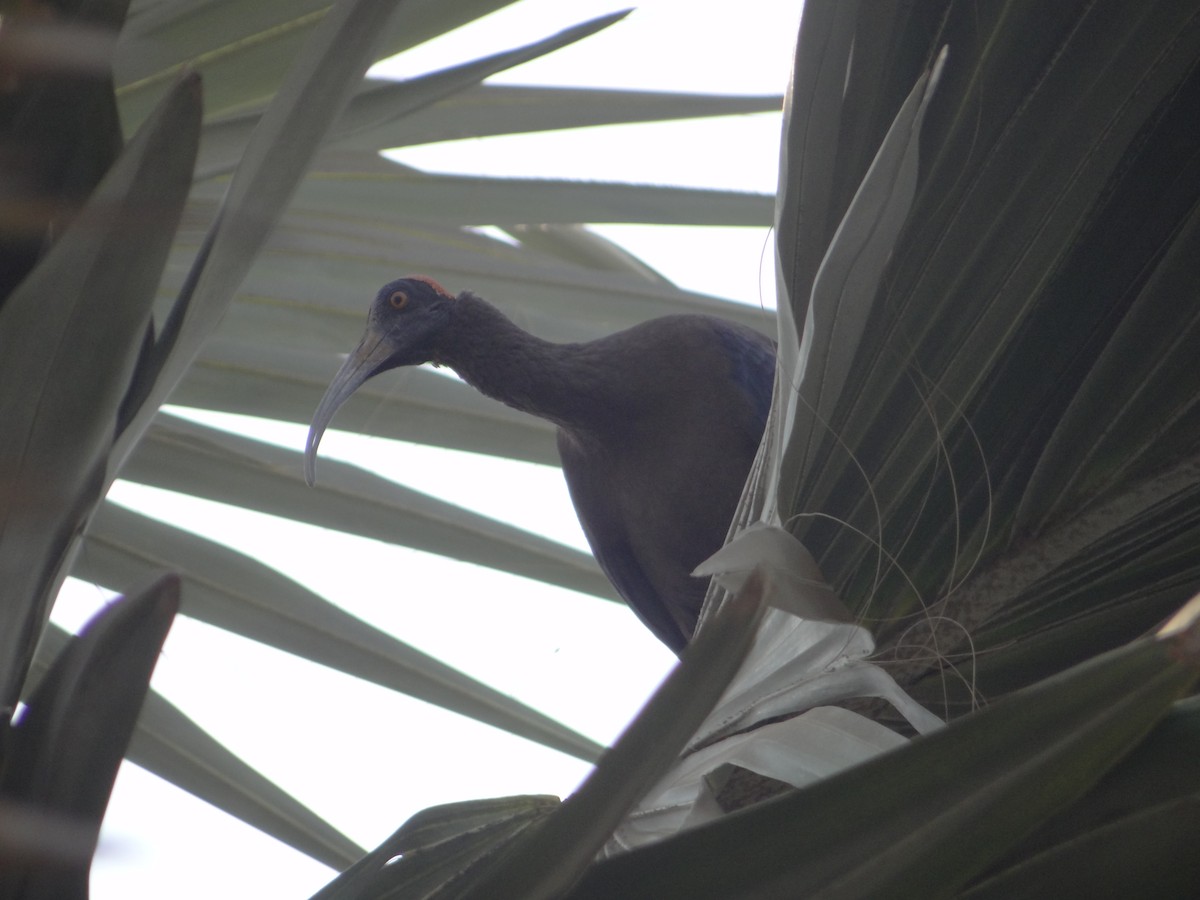 Red-naped Ibis - ML633708521