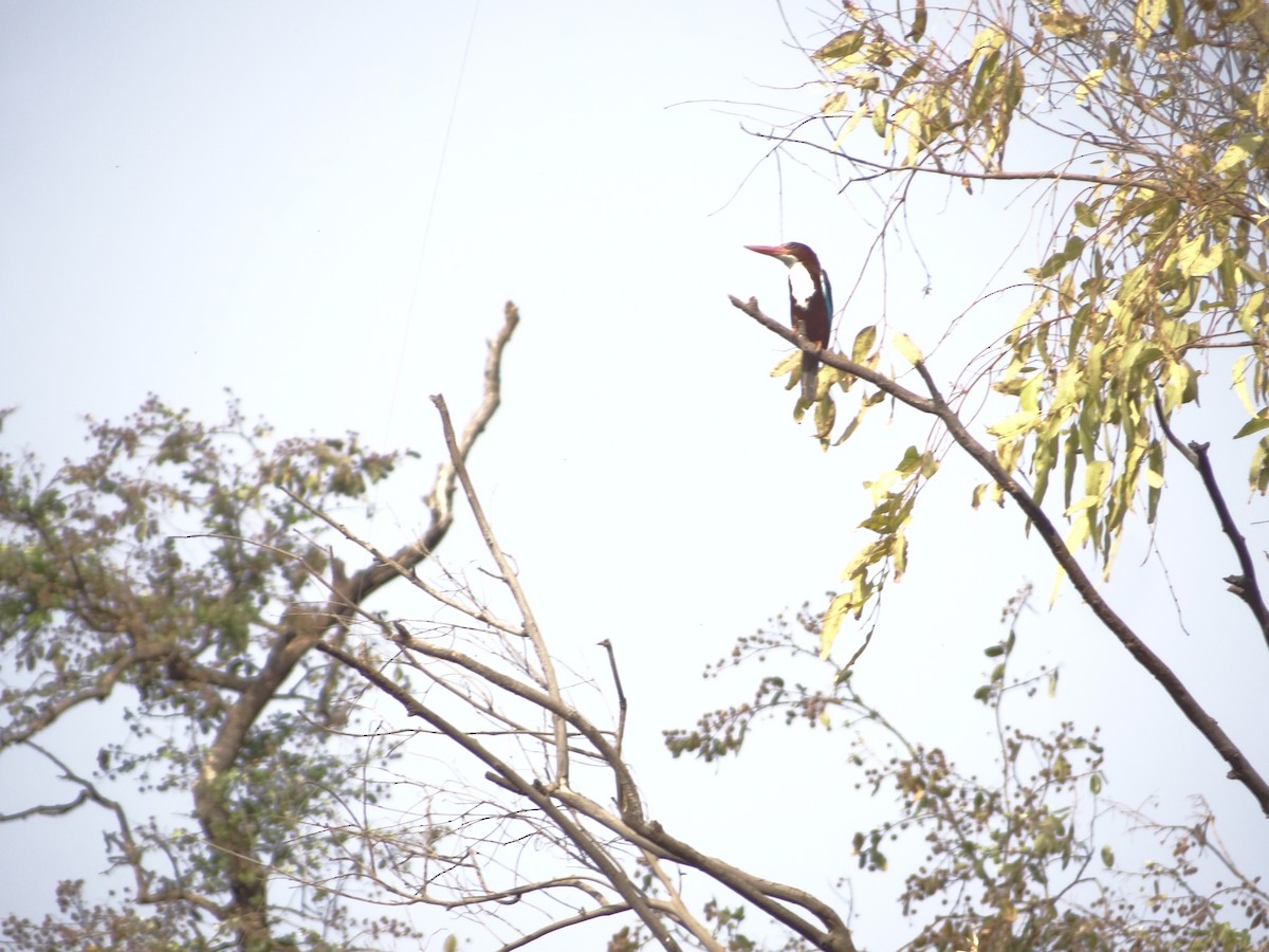 White-throated Kingfisher - ML633708522