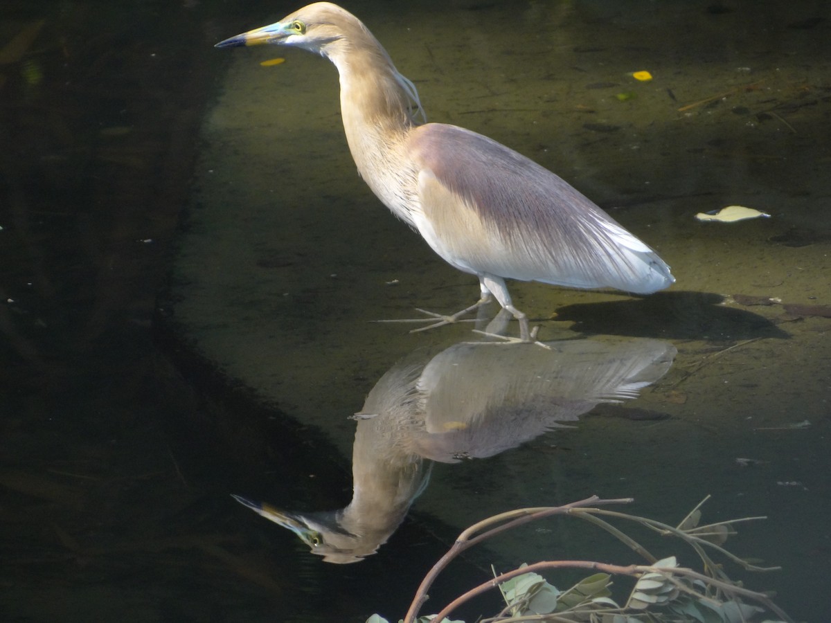 Indian Pond-Heron - ML633708526