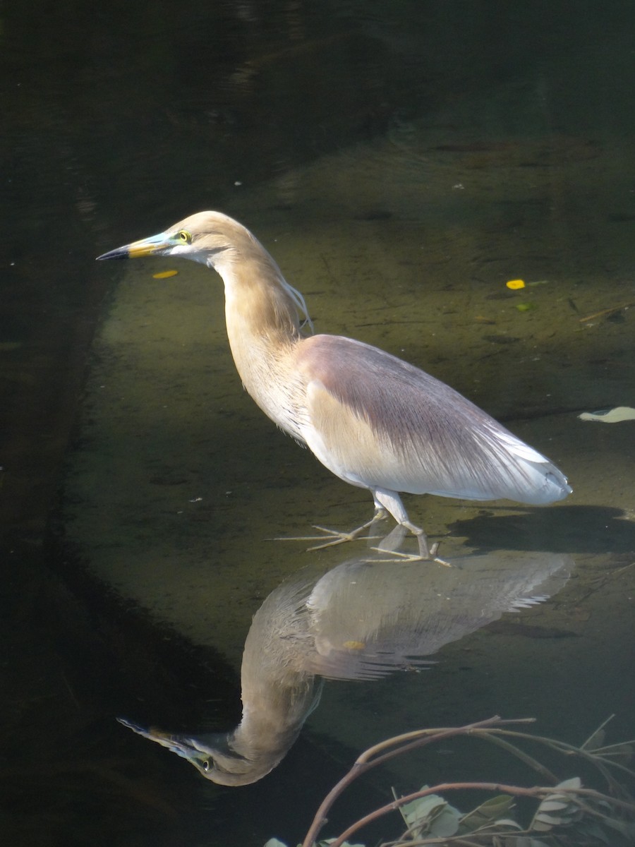 Indian Pond-Heron - ML633708527