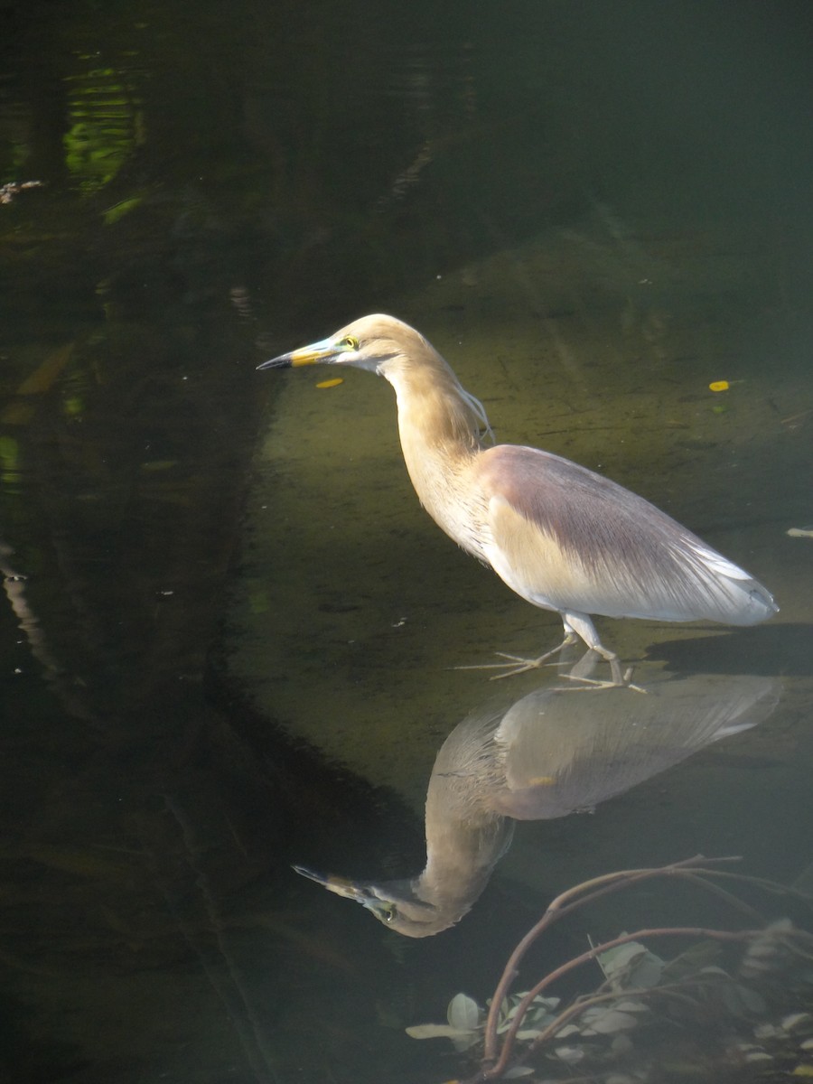 Indian Pond-Heron - ML633708528