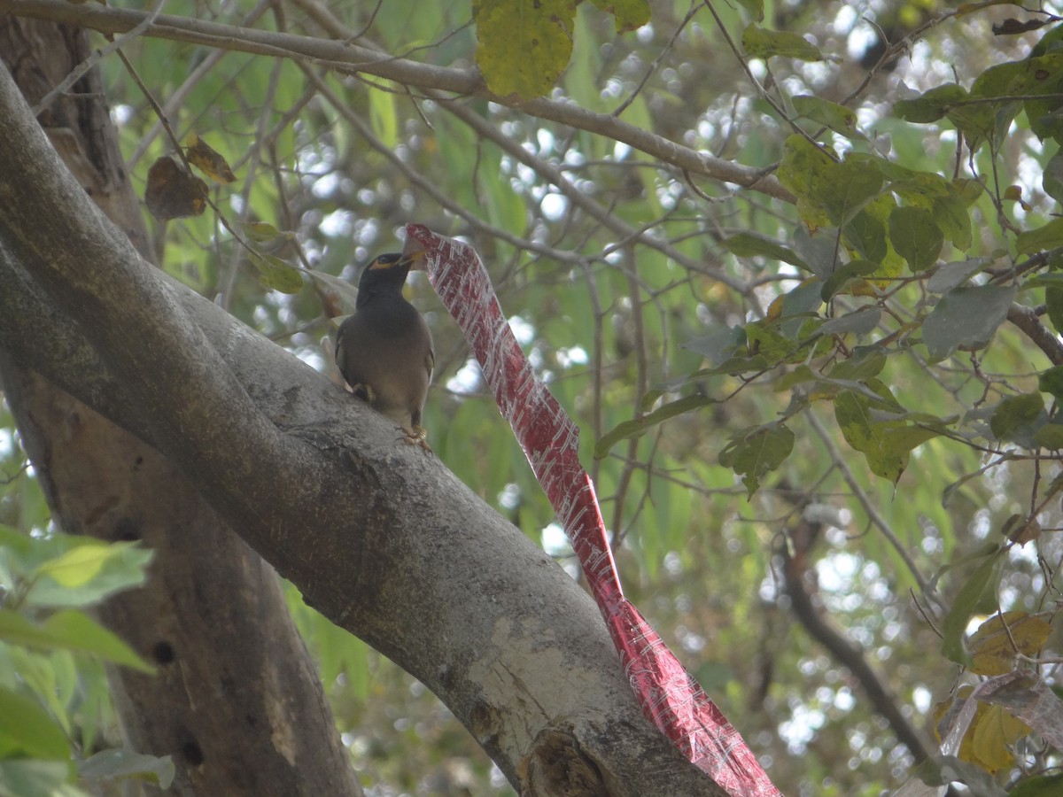 Common Myna - ML633708547