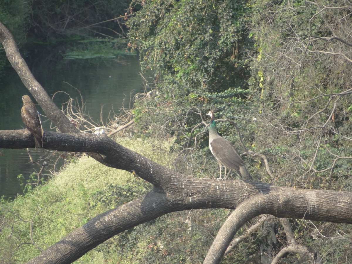 Indian Peafowl - ML633708562