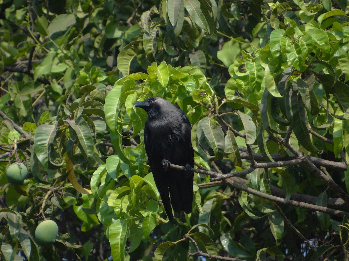 House Crow - ML633708590