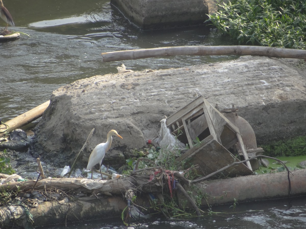 Eastern Cattle-Egret - ML633708602