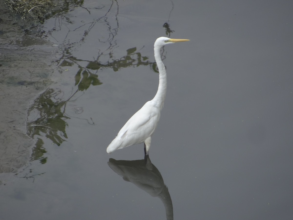 Great Egret - ML633708613