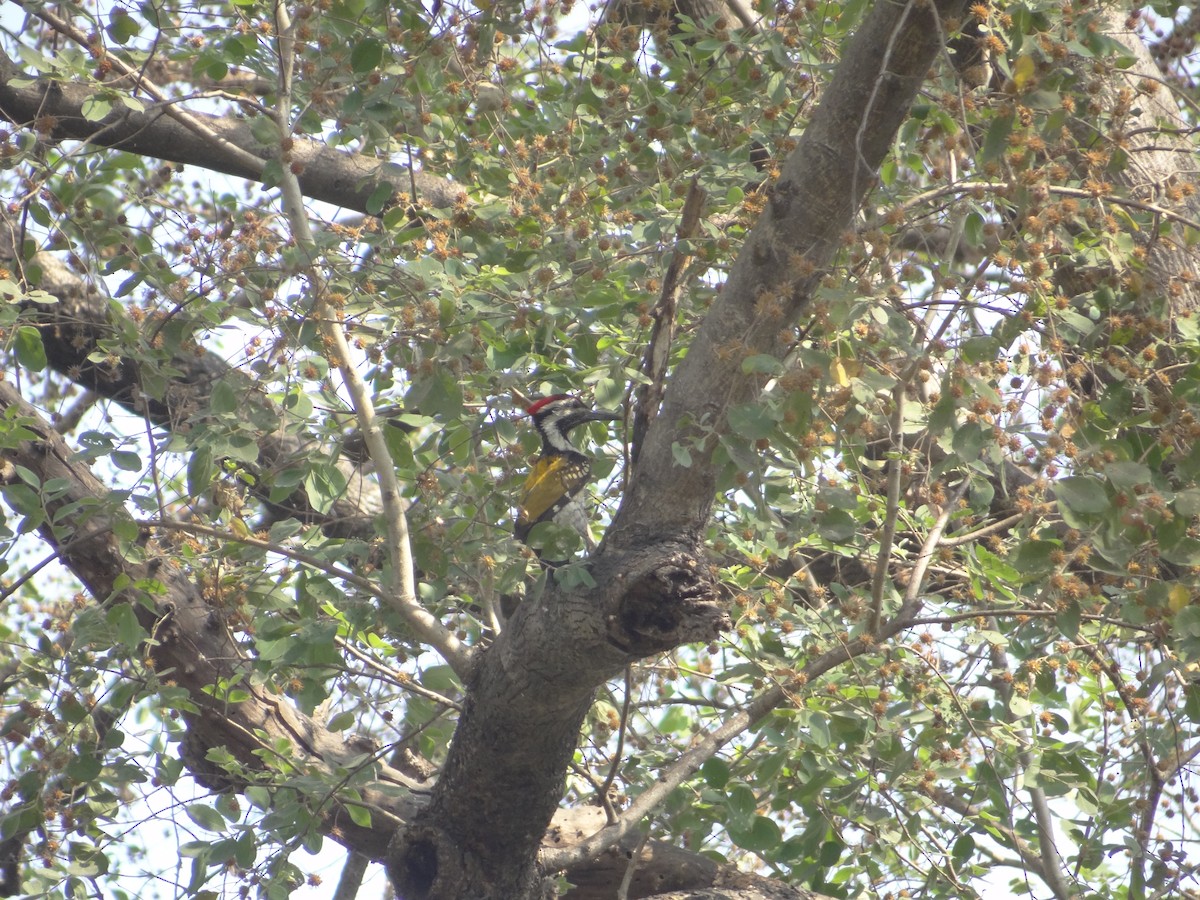 Black-rumped Flameback - ML633708656