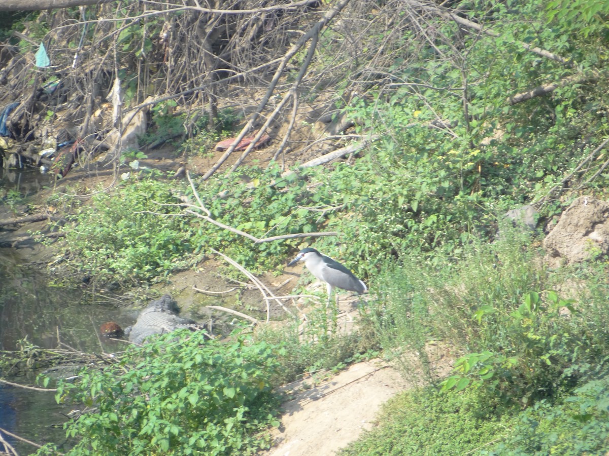 Black-crowned Night Heron - ML633708668