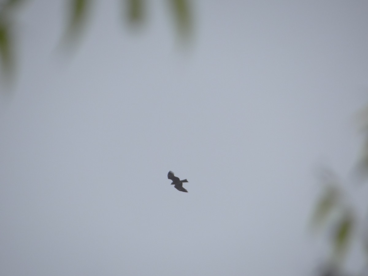 Black Kite - ML633708674