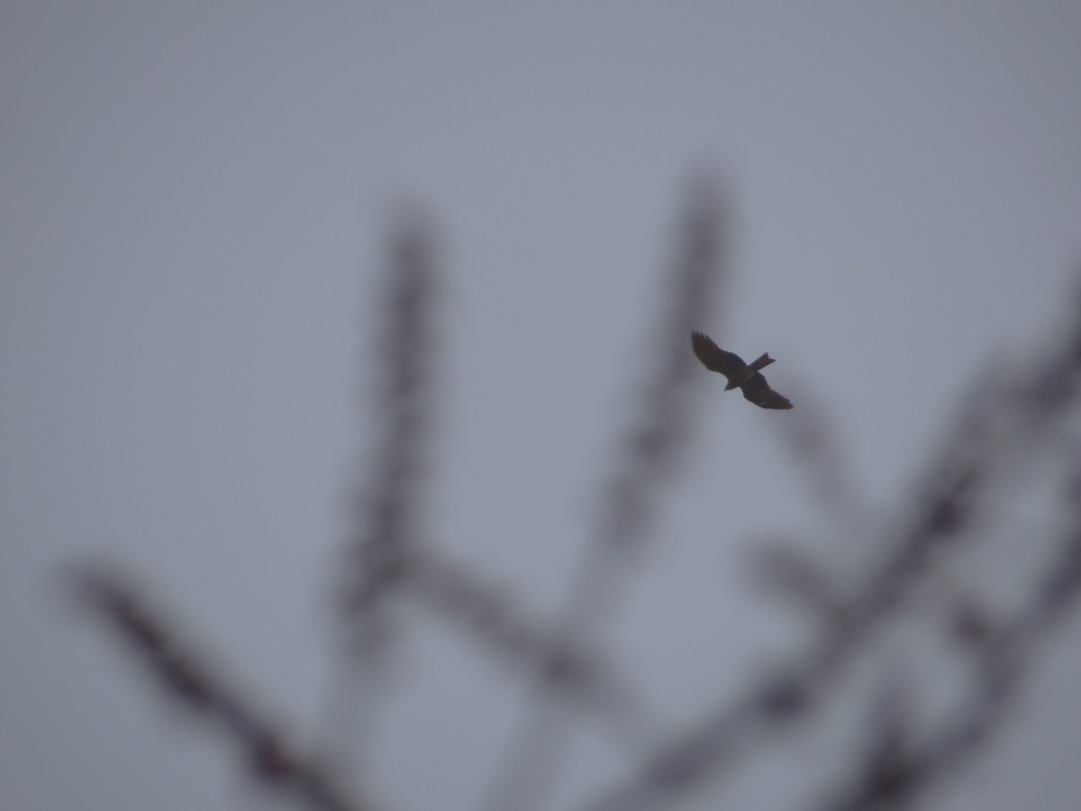 Black Kite - ML633708675