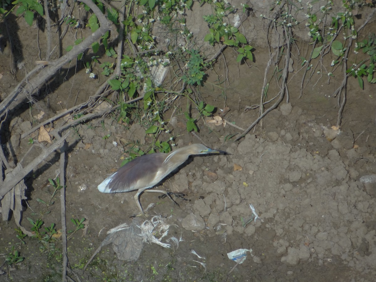 Indian Pond-Heron - ML633708677