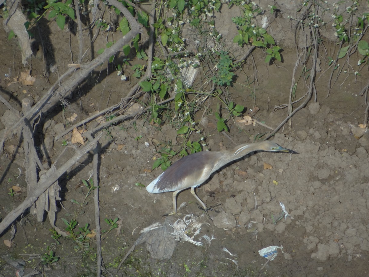 Indian Pond-Heron - ML633708678