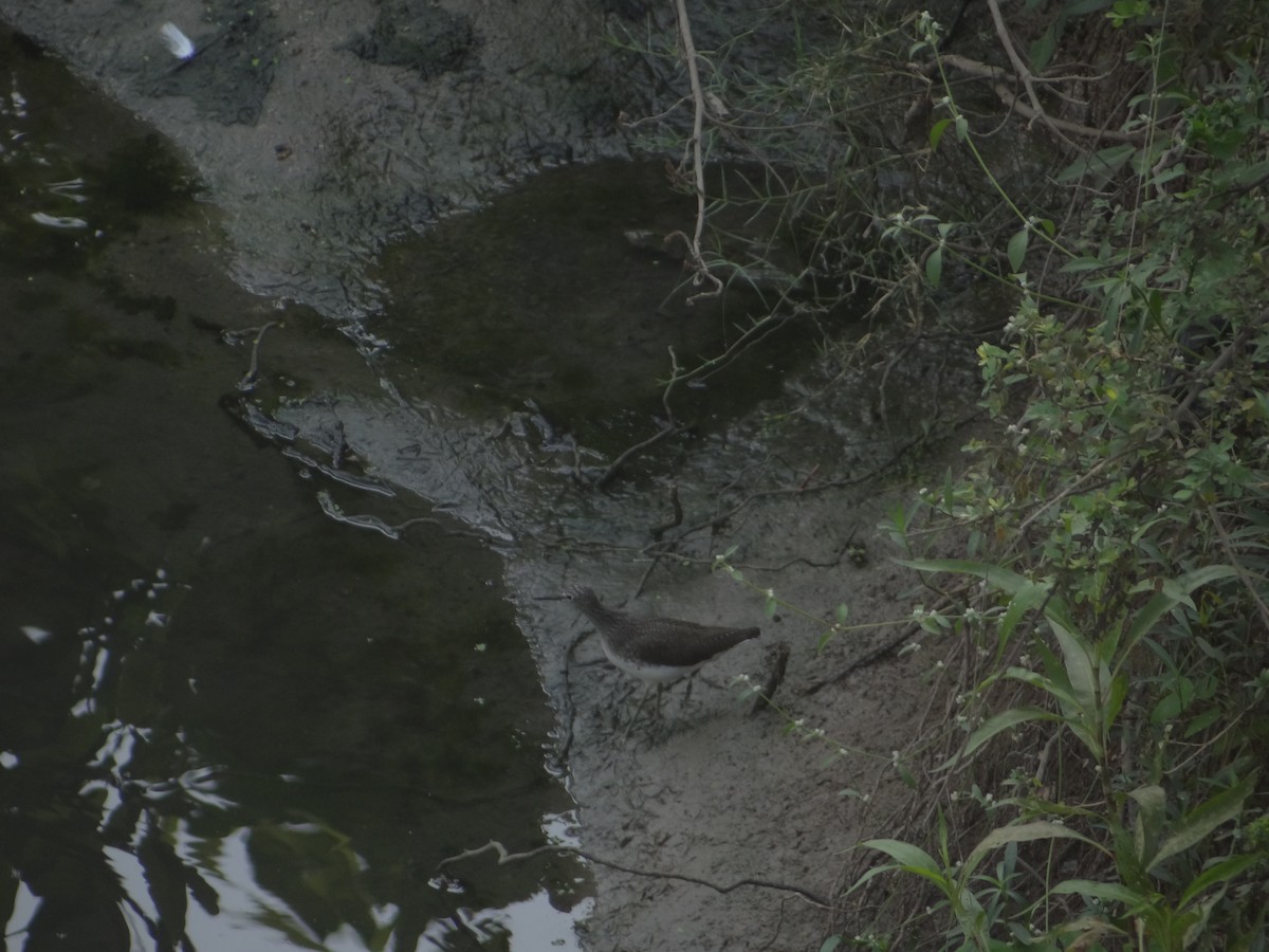 Wood Sandpiper - ML633708681