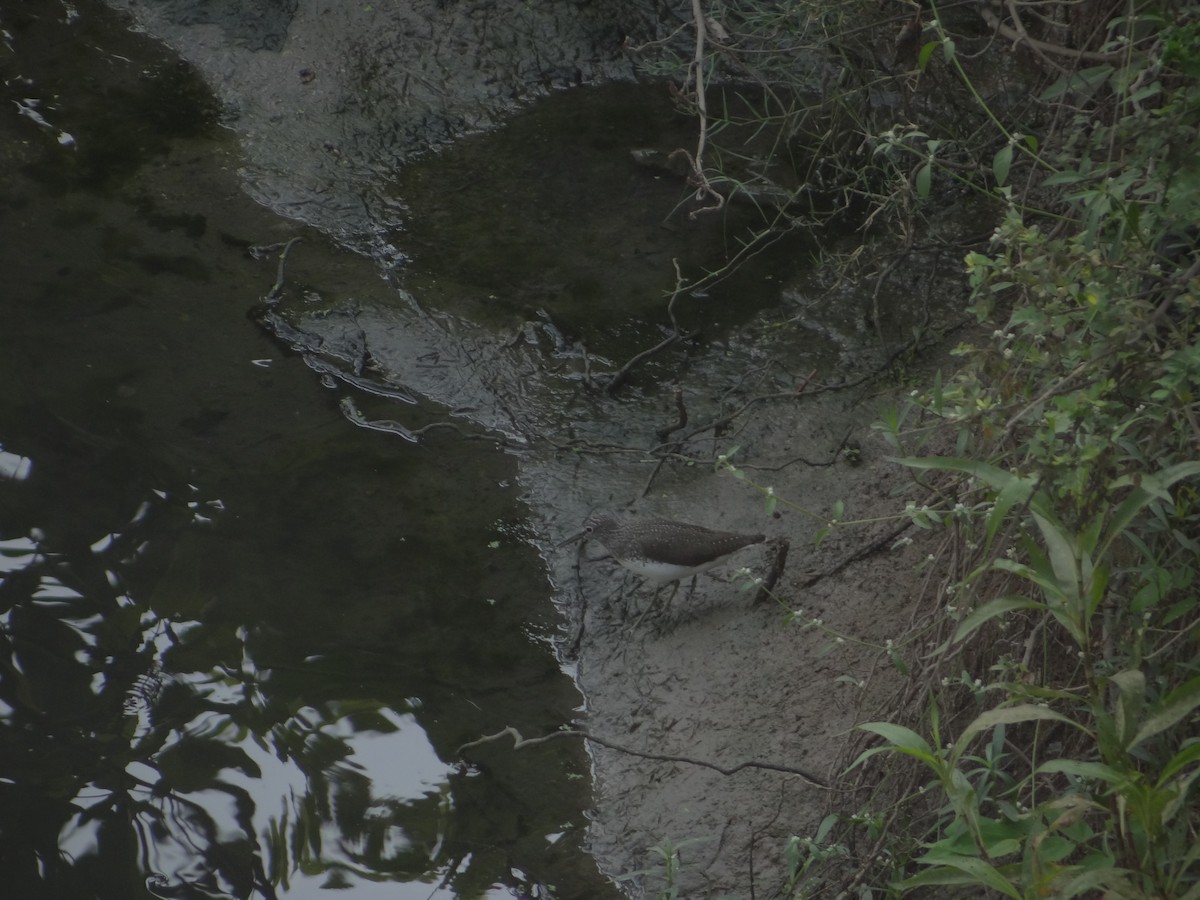 Wood Sandpiper - ML633708682