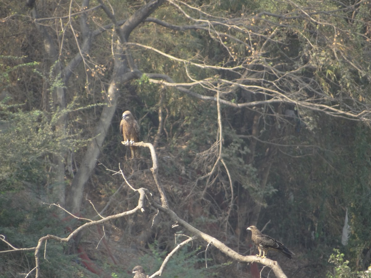 Black Kite - ML633708688