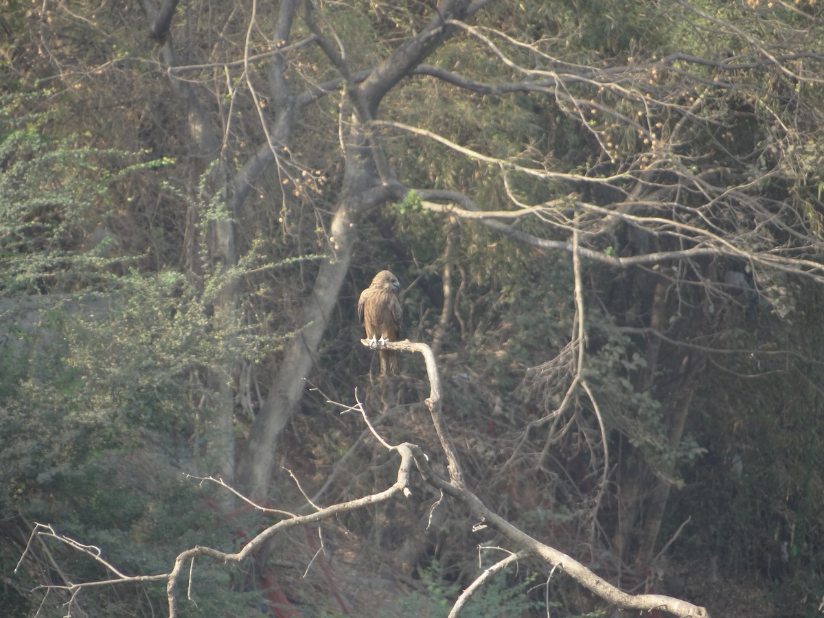 Black Kite - ML633708689