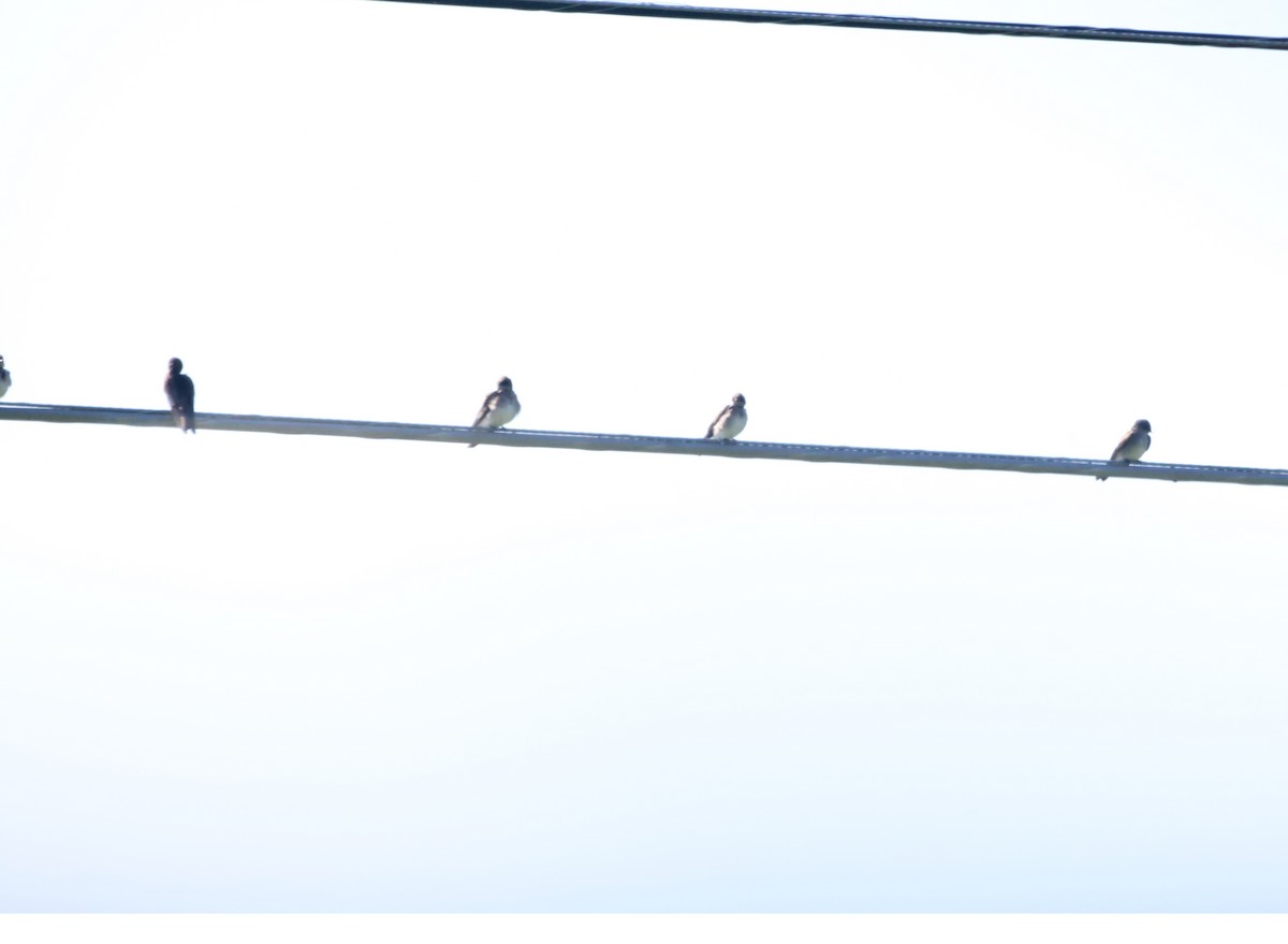 Northern Rough-winged Swallow - ML633708768