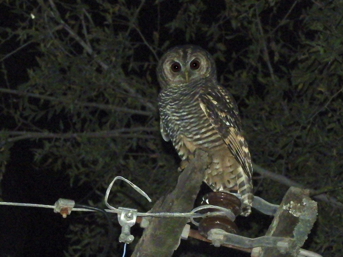 Chaco Owl - ML633708866