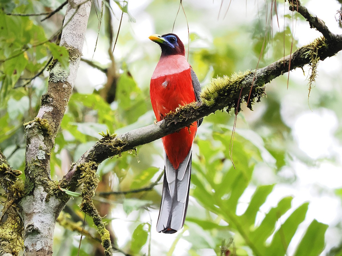 Philippine Trogon - ML633709214