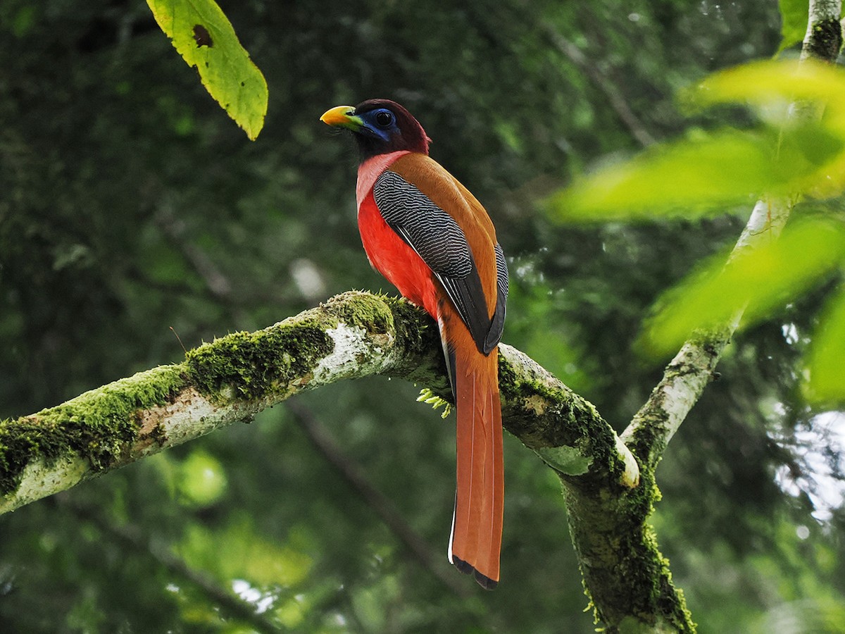 Philippine Trogon - ML633709215
