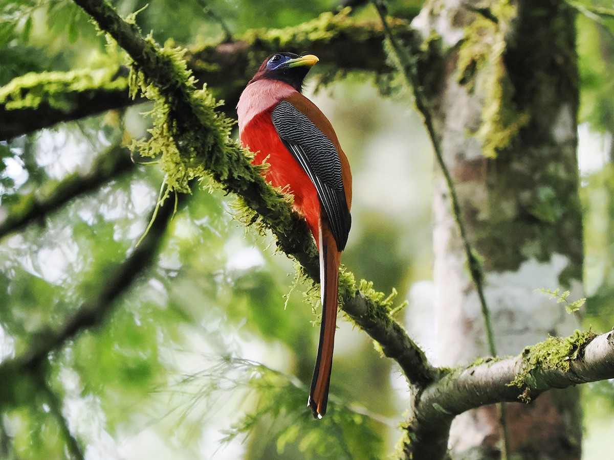 Philippine Trogon - ML633709216