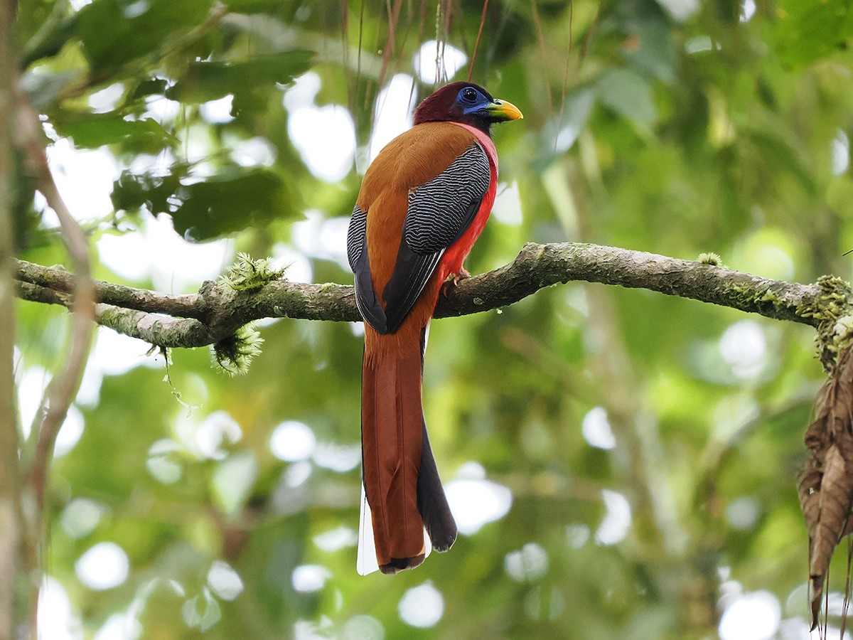 Philippine Trogon - ML633709217