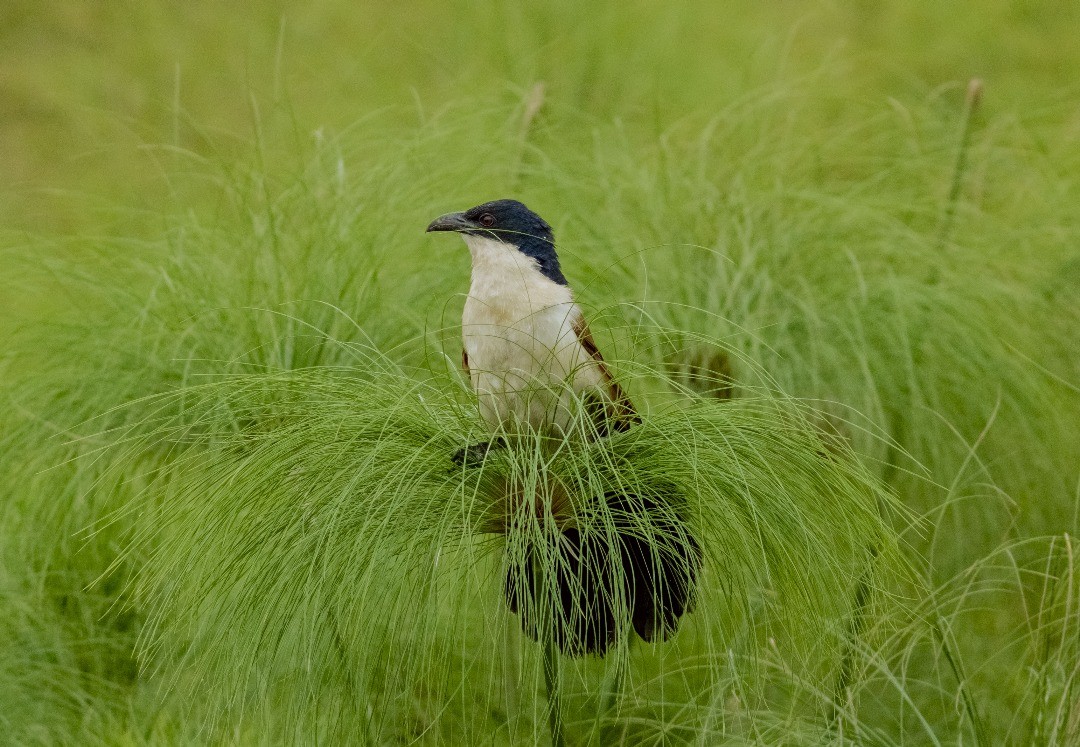 Blue-headed Coucal - ML633709226