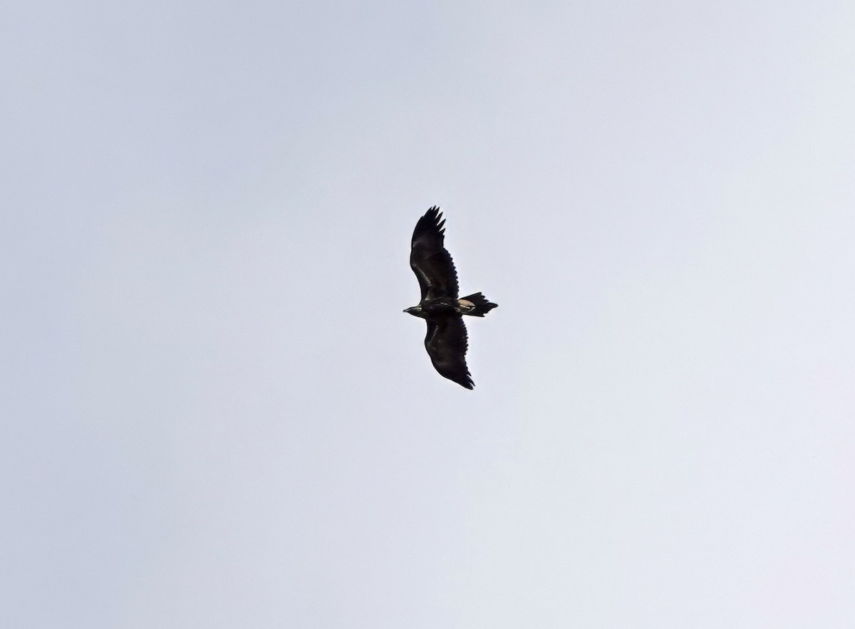 kilehaleørn - ML633709243