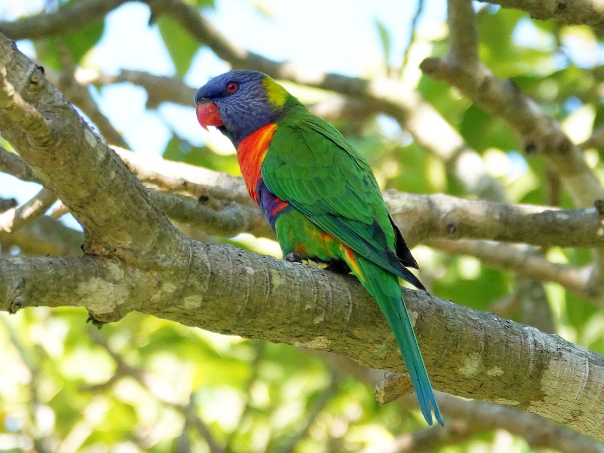 Rainbow Lorikeet - ML633709267