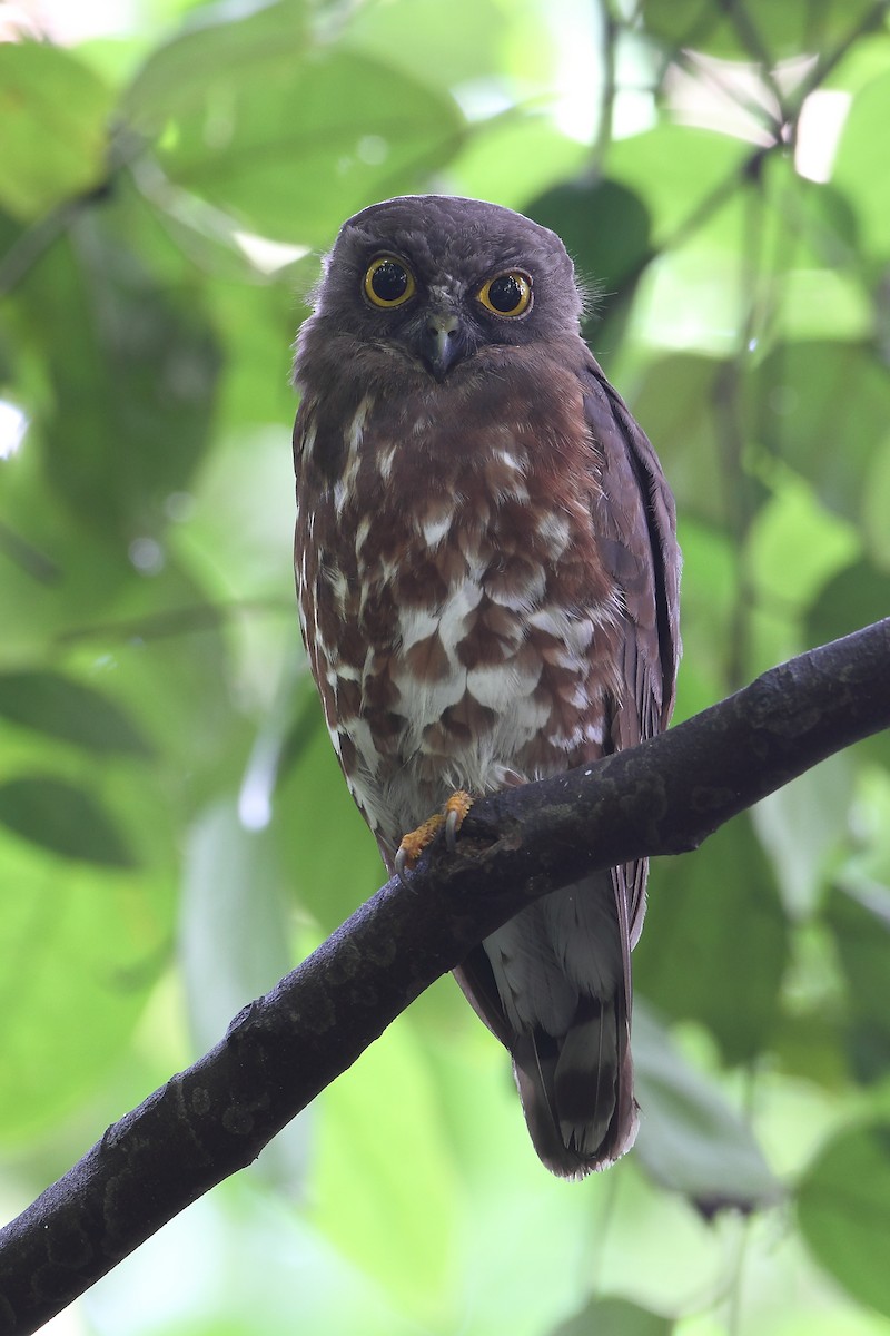 Brown Boobook - ML633709548