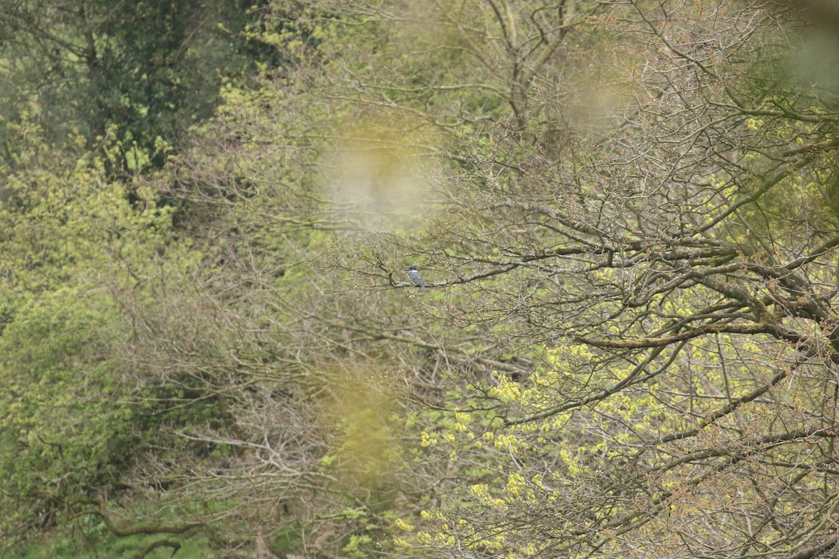 Belted Kingfisher - ML633709587