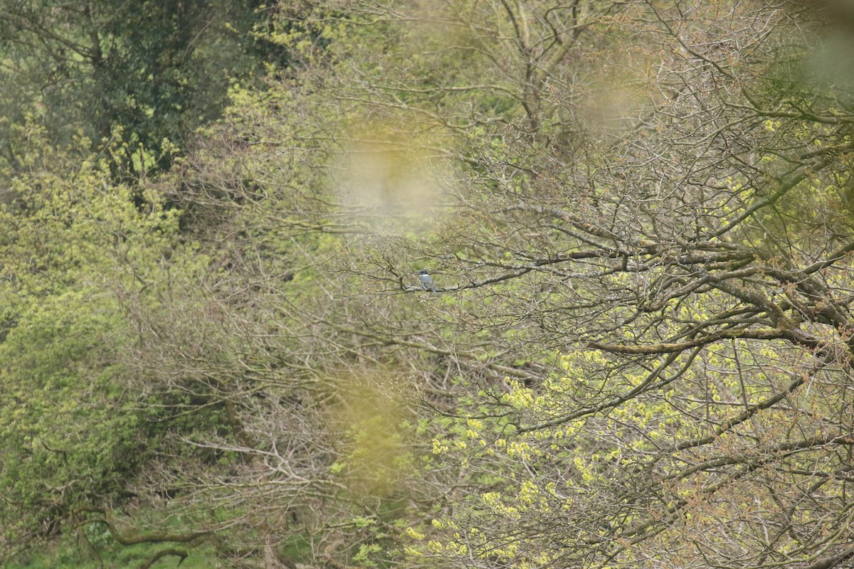 Belted Kingfisher - ML633709588