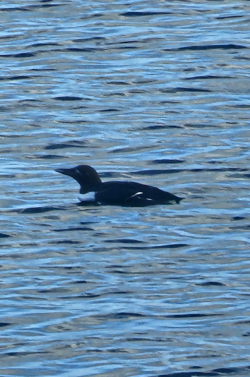 Common Murre - ML633709760