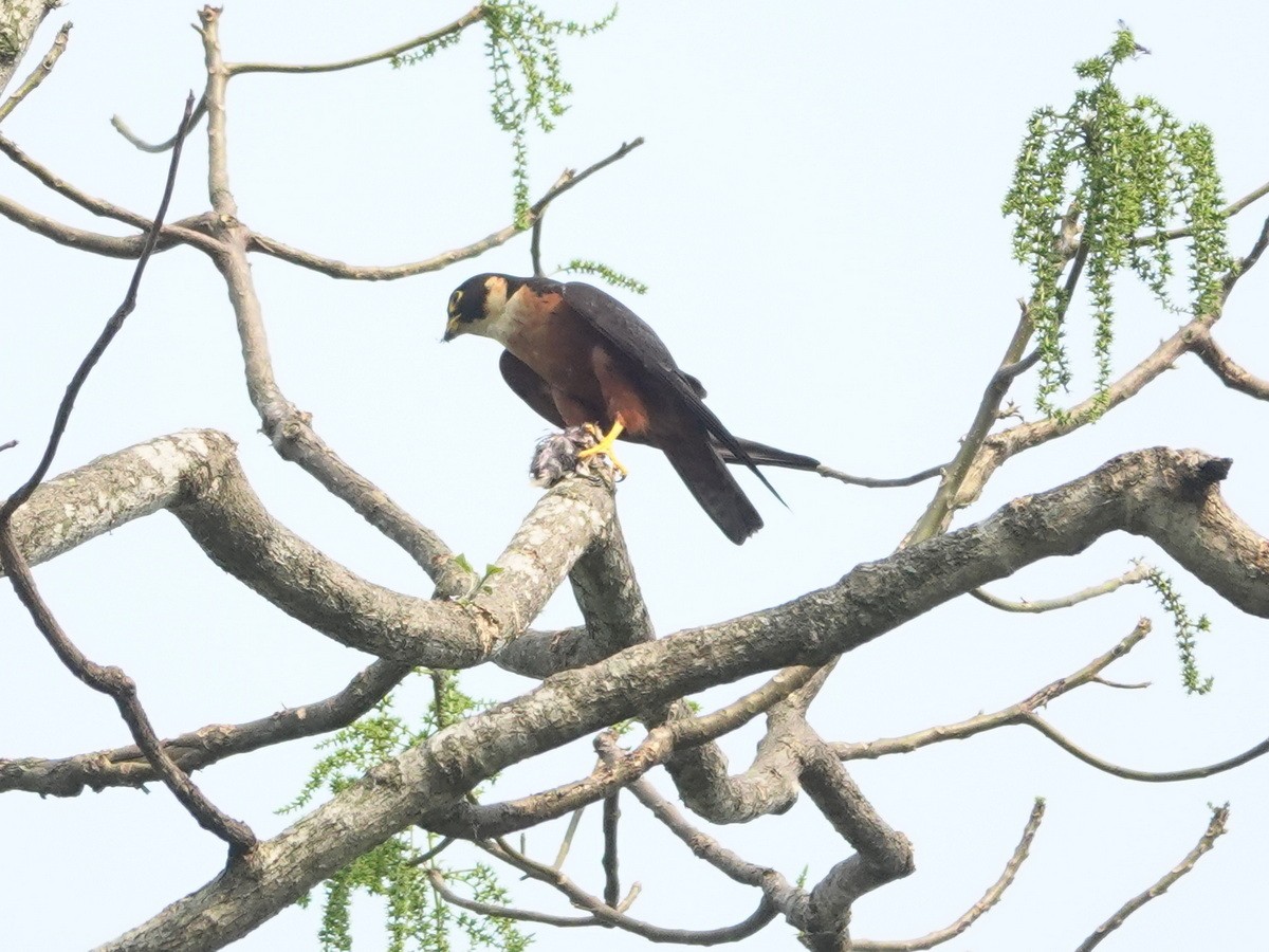 Malaienbaumfalke - ML633709763