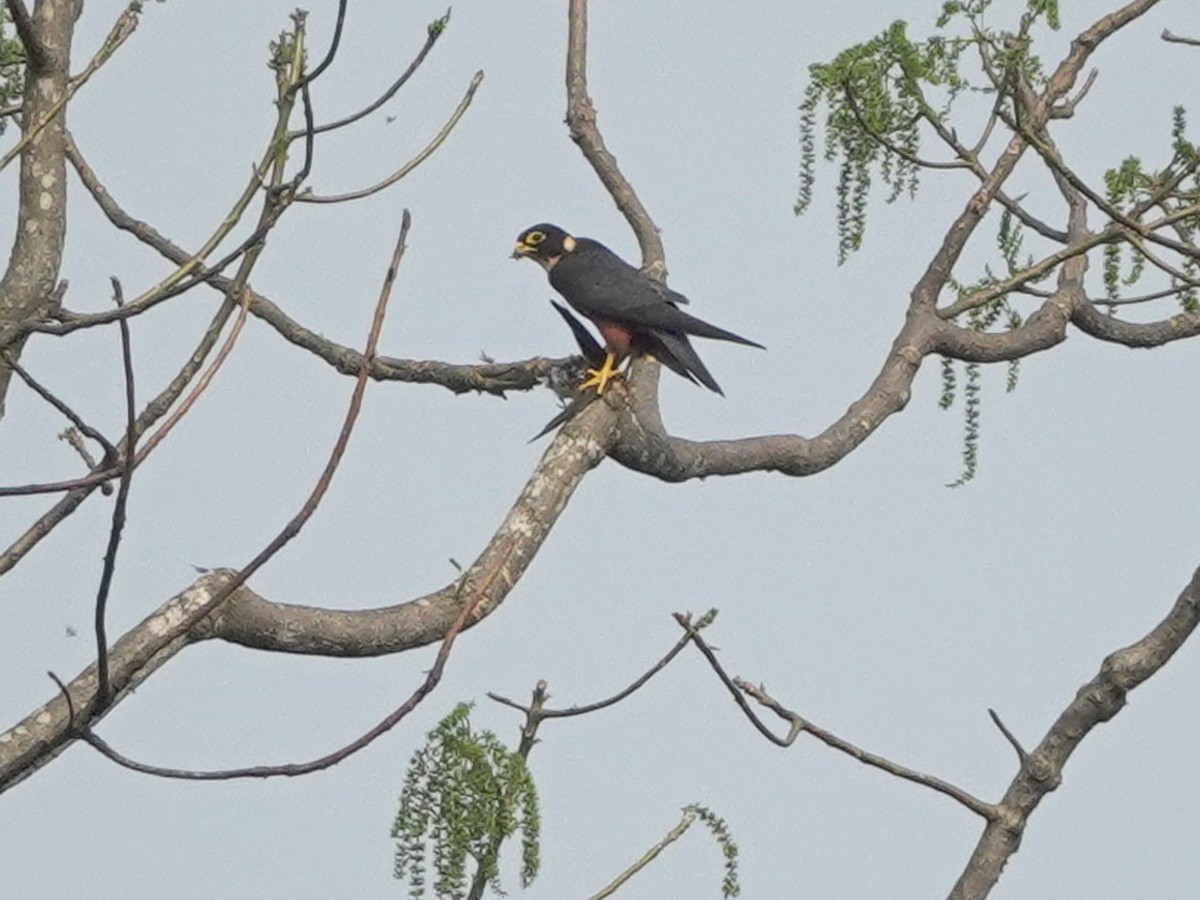 Malaienbaumfalke - ML633709767