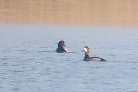Greater Scaup - ML633709783