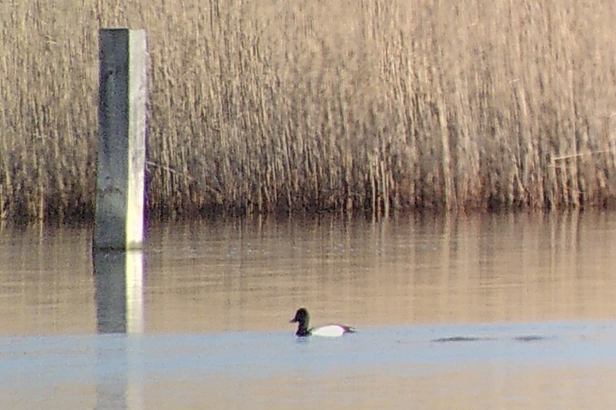 Greater Scaup - ML633709784
