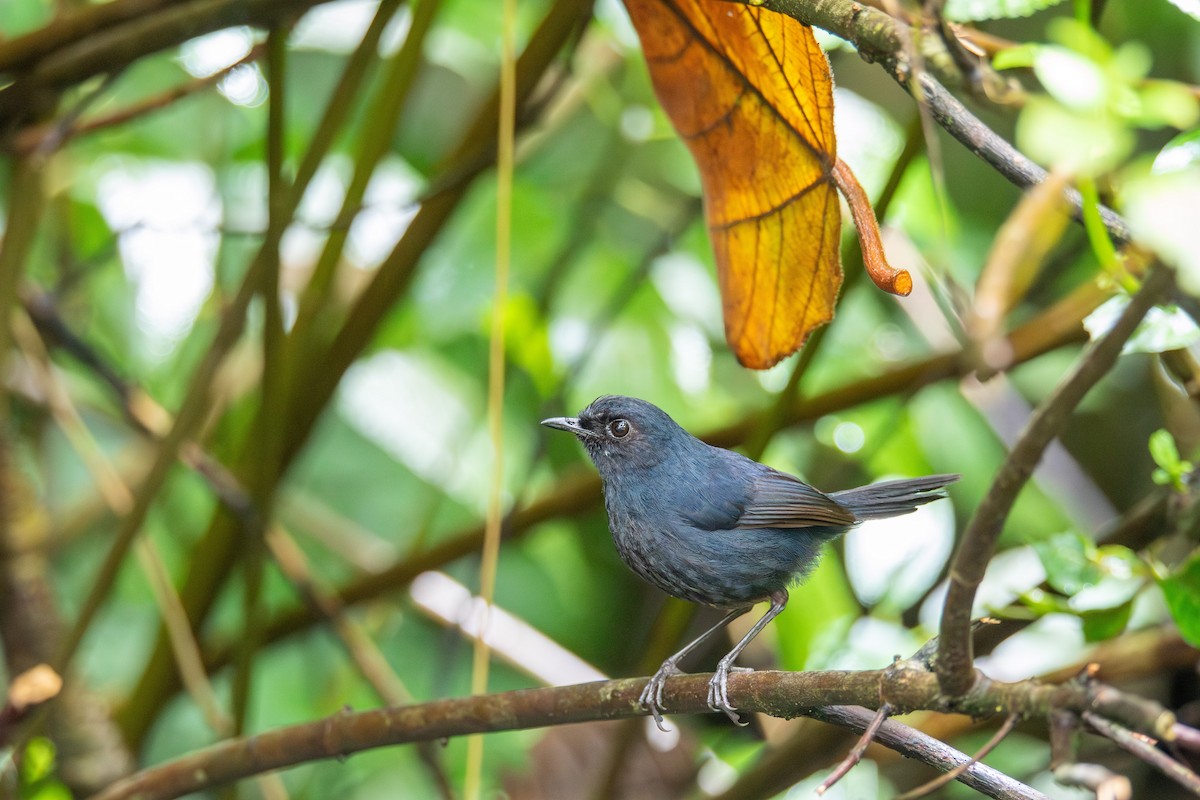 Bornean Shortwing - ML633709796