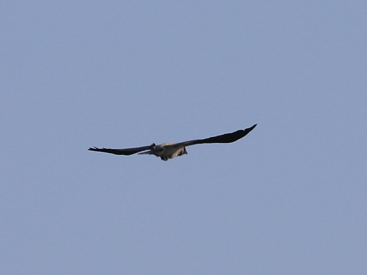 Hooded Crow - ML633709886