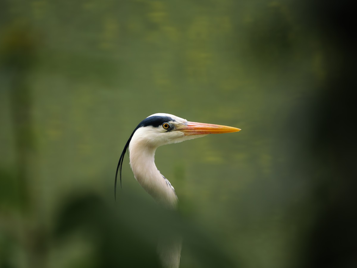 Gray Heron - ML633709930