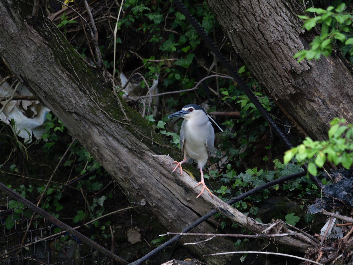 Black-crowned Night Heron - ML633709931
