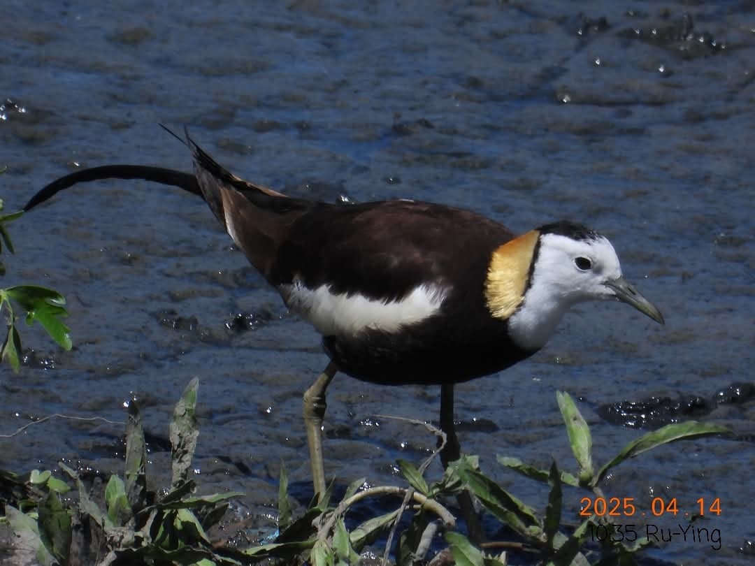 Pheasant-tailed Jacana - ML633709932