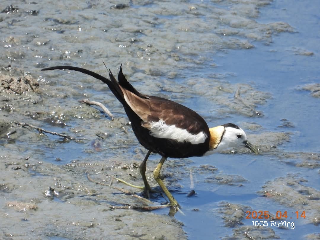 Pheasant-tailed Jacana - ML633709933